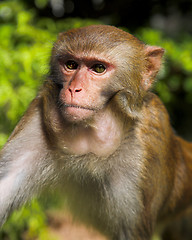 Image showing macaque