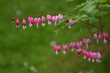 Image showing Flowers after rain
