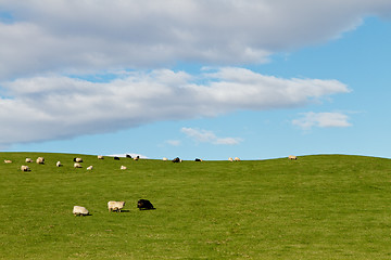 Image showing Sheep on grass hill