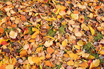 Image showing Autumn Leaves