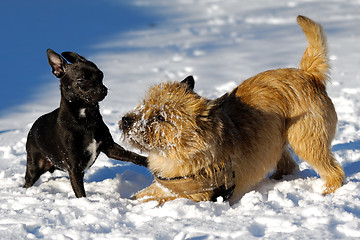 Image showing Two dogs playing