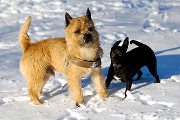 Image showing Two dogs in snow