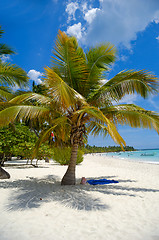 Image showing Tropical beach with palm and white sand