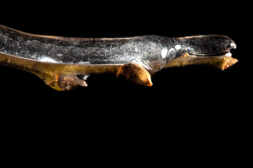 Image showing Macro of ice frozen on stick