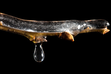 Image showing melting ice on brunch