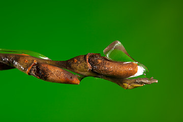 Image showing Ice melting as spring comes