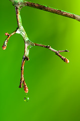 Image showing twig with melting ice in it