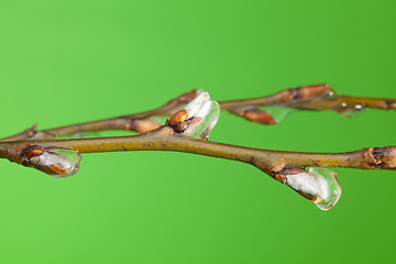 Image showing Branch with buds under melting ice