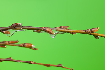 Image showing Rod with buds under melting ice