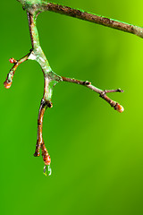 Image showing dropping water from a frozen twig