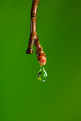 Image showing Dripping water in spring