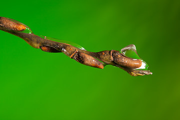 Image showing Macro of bud with ice