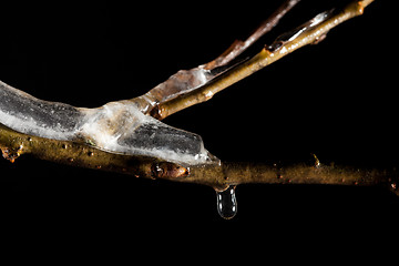 Image showing Spring in macro