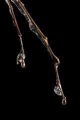 Image showing Frozen branch