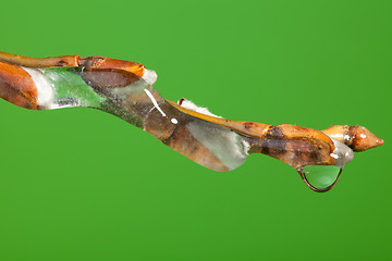 Image showing Frozen twig with melting ice