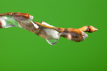 Image showing Frozen twig with buds
