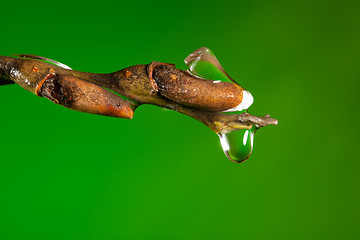 Image showing Ice, melting in spring