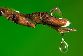 Image showing Drop of water on a twig as ice melts