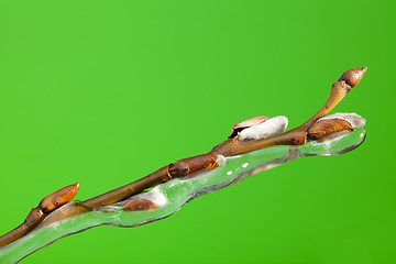 Image showing frozen twig with buds