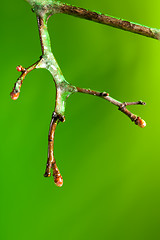 Image showing twig with frozen ice on it melting in spring