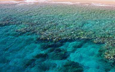 Image showing Corals in water