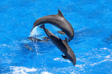 Image showing Dolphins jumping