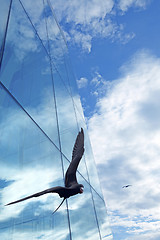 Image showing Freegate bird