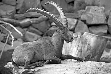 Image showing Alpine Ibex