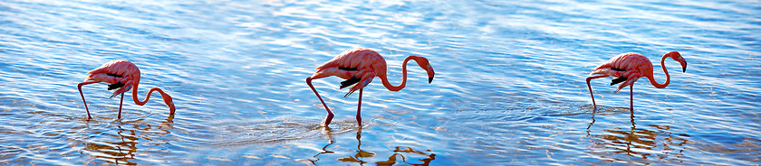 Image showing Flamingos