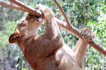 Image showing Lion (Panthera leo)