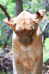 Image showing Lion (Panthera leo)