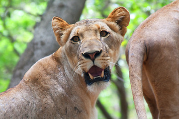 Image showing Lion (Panthera leo)