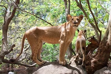 Image showing Lion (Panthera leo)