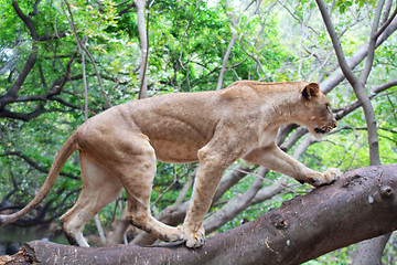 Image showing Lion (Panthera leo)