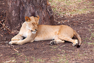 Image showing Lion (Panthera leo)