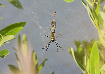 Image showing Spider in web