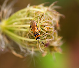 Image showing Turnip Sawfly