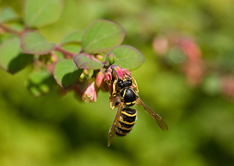 Image showing Wasp on Pink Flower