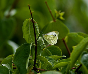 Image showing Green-veined White butterfly