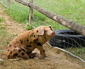 Image showing Happy Pig