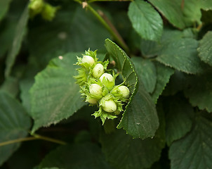 Image showing Ripening Hazel Nuts and leaves