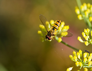 Image showing Hoverfly on Fennel