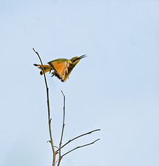 Image showing Little Bee-eater taking flight