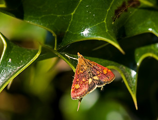 Image showing Mint Moth