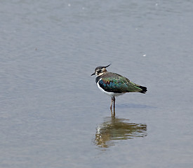 Image showing Northern Lapwing