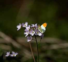 Image showing Orange-tip butterfly 