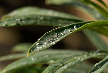 Image showing Raindrops on leaf