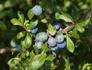 Image showing Sloe Berries