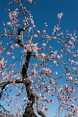 Image showing Almond branch