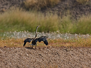 Image showing African Darter drying